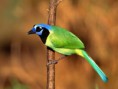 /album/passaros/passaro-green-jay-493x370-jpg/