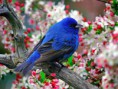 /album/passaros/passaro-indigo-bunting-493x370-jpg/